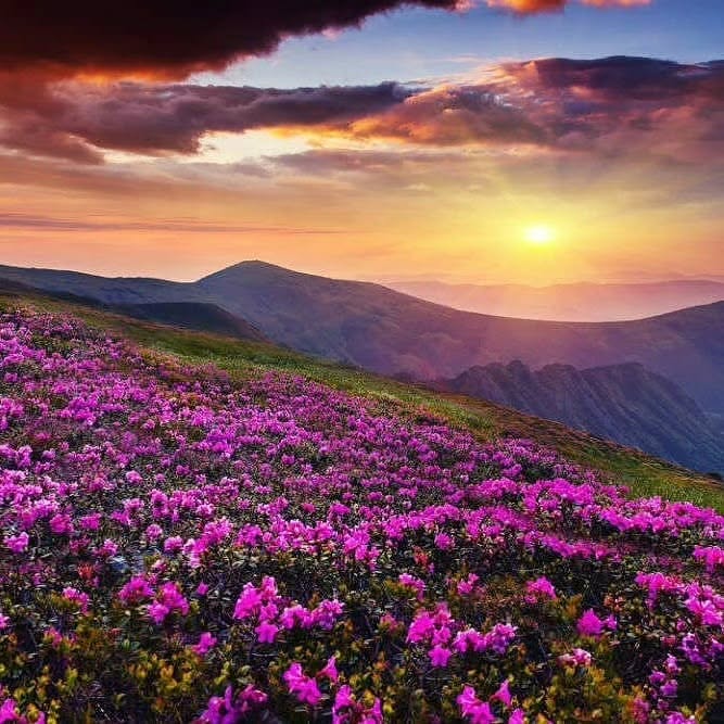 Yumthang Valley – The Valley of Flowers