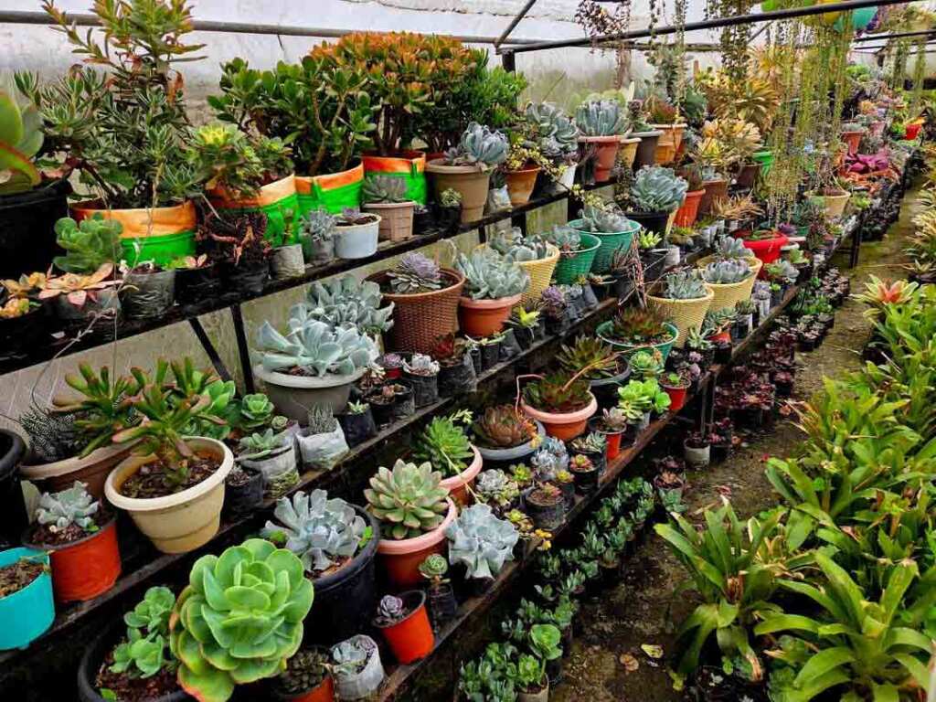 Pine View Nursery