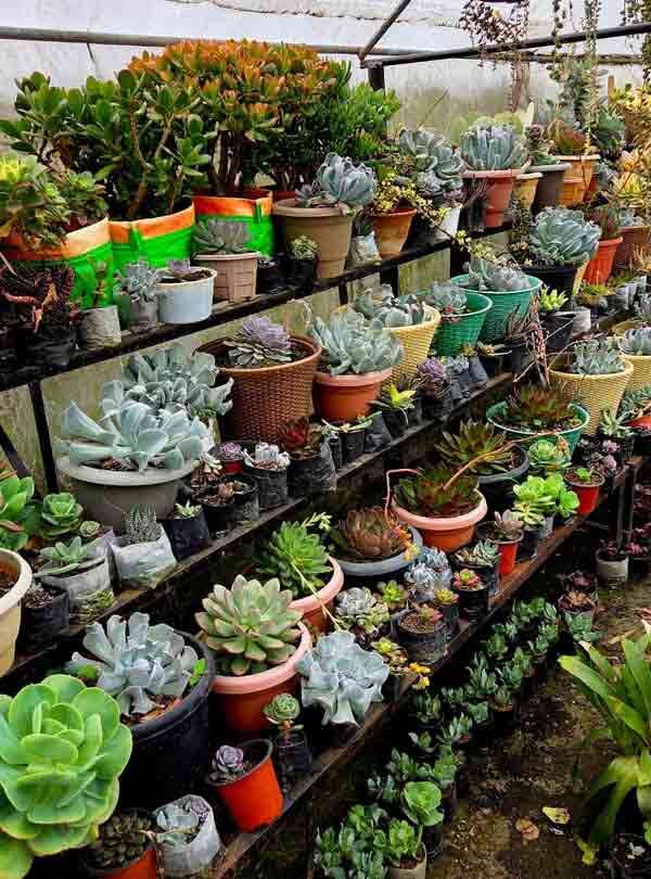 Pine View Nursery