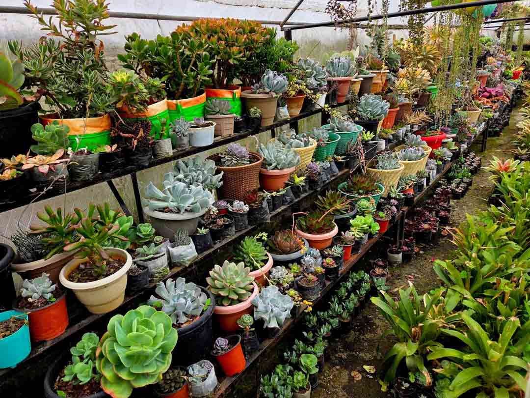 Pine View Nursery