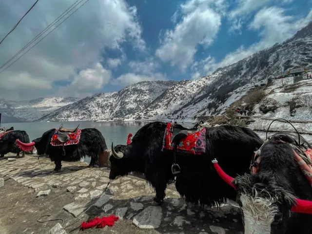 Sikkim Tour Packages